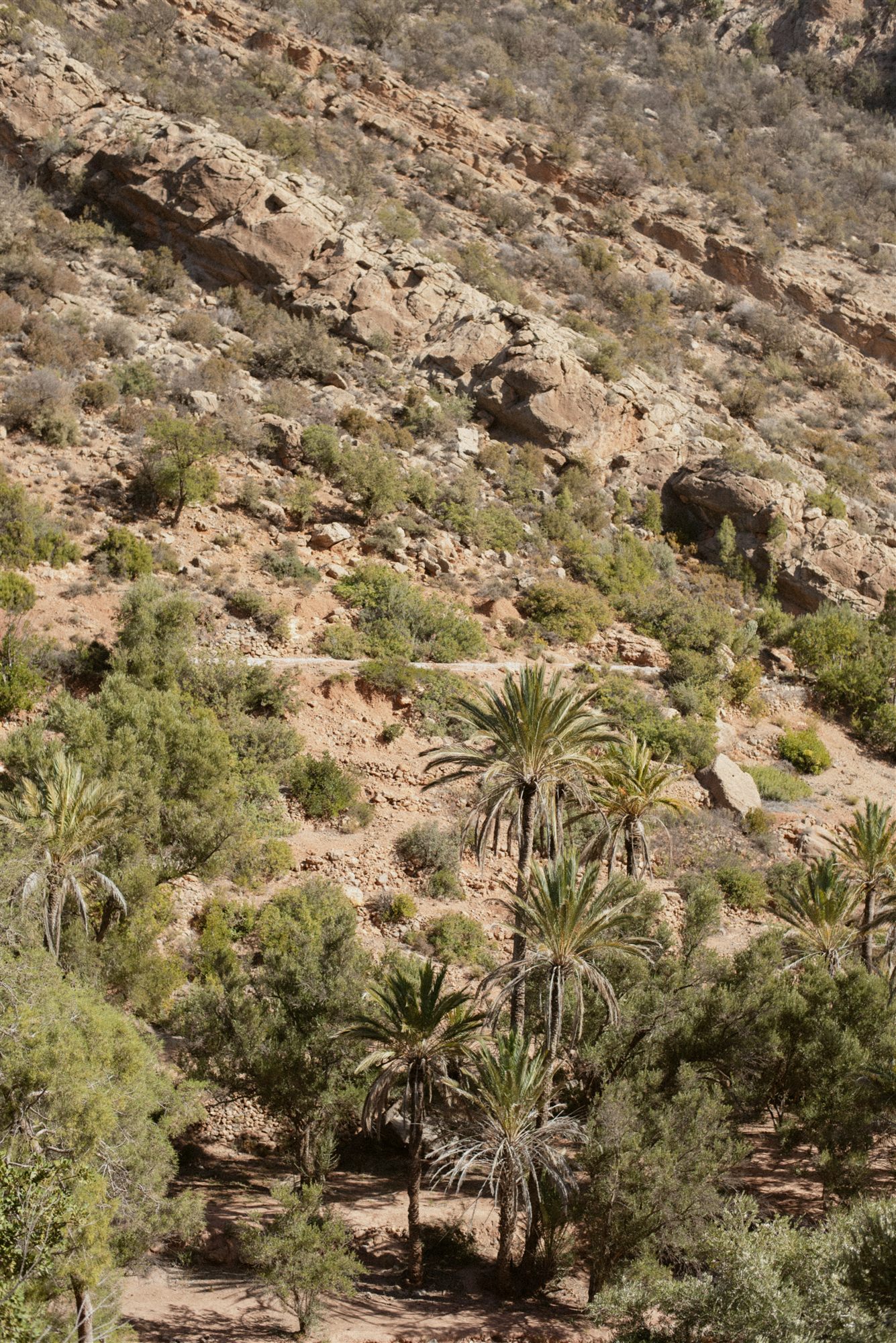 Palm oasis valley near Tamraght