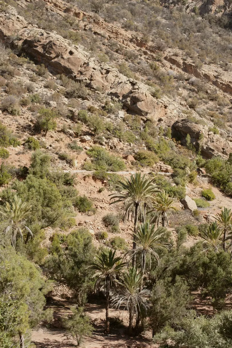 Palm oasis valley near Tamraght